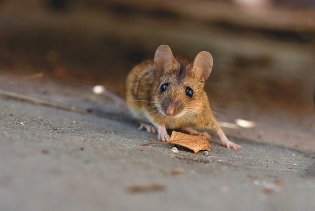 Sen o małej myszy