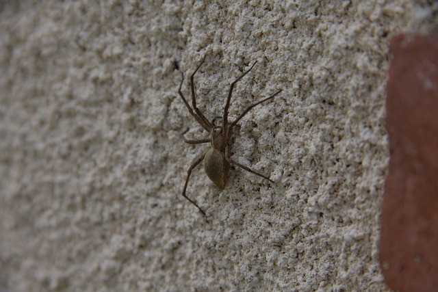 Sen o pająkach na ścianie